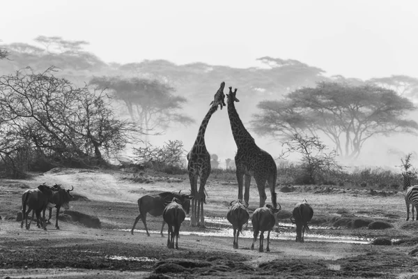 Bianco e nero La classica scena del Serengeti Girraffa, Zebra e Wi-Fi — Foto Stock