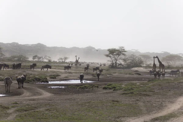 Klasik Serengeti sahne - Girraffe, Zebra ve antilop - Mig — Stok fotoğraf