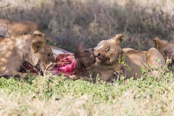 Το κυνήγι λιονταριών Wildebeast και τρώει 7 — Φωτογραφία Αρχείου