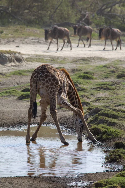 Giraffa Acqua potabile al Lago Ndutu Area II — Foto Stock