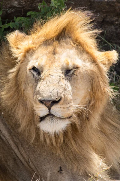 Portrait of a lion with Flies — Stock Photo, Image