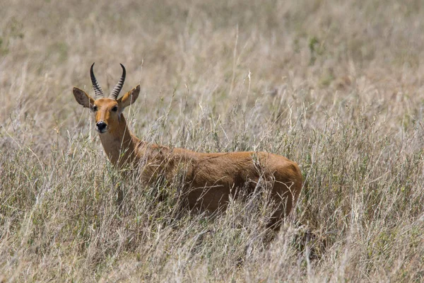 Serengeti Impala - antilope familie — Stockfoto
