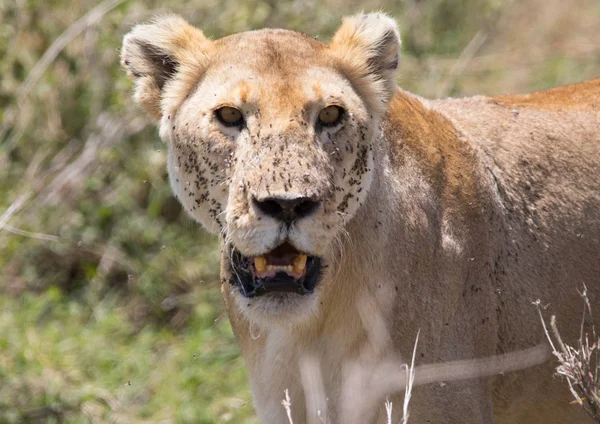 León con moscas en la cara de la sangre de Hunt — Foto de Stock