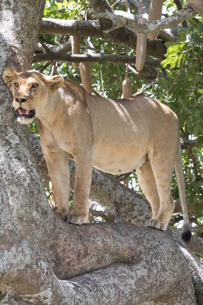 Lionness Portait på ett träd — Stockfoto