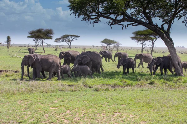 Una manada de elefantes en la llanura del Serengeti - Migración Wildebeet — Foto de Stock