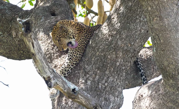 Leopard zelf schoonmaken na de jacht op een boom — Stockfoto