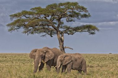 Two female elephants of a herd clipart