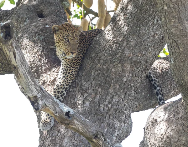 Waarvan er? Leopard op het horloge van een boom — Stockfoto