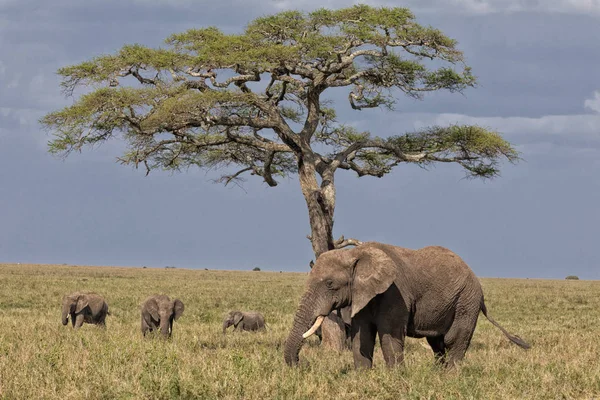 Una familia de elefantes bajo el árbol de acacia — Foto de Stock