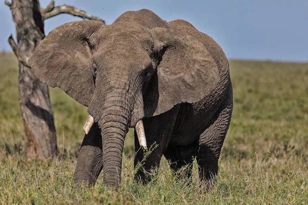Fechar Elefante Matriarca — Fotografia de Stock