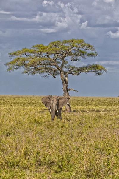 Yalnız kovboy fil ve akasya ağacı — Stok fotoğraf