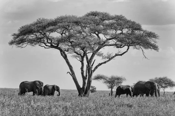 Una familia de elefantes bajo sombra de acacia — Foto de Stock