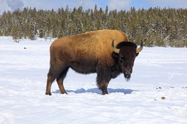 Bison kış manzara üzerinde dik duran