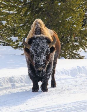Buffalo olduğun yerde kal