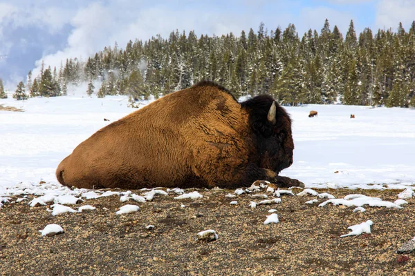 Sitting Buffalo at the Old Faithful Geyser Area — Stock Photo, Image