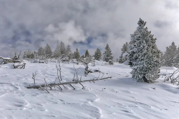 Umgestürzter Baum gefrorene Schneelandschaft mit abgedeckten Bäumen — Stockfoto