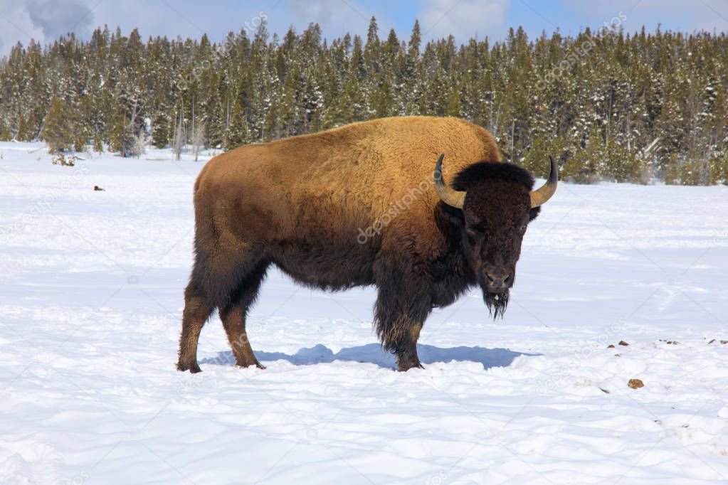 Standing staring Bison on Winter Landscape