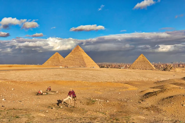 Cammelli nelle pianure di Giza — Foto Stock