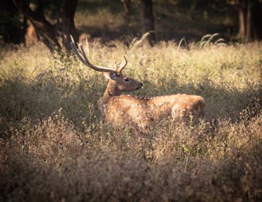 Kanha ve Bhandhavgarh Ulusal Parklarının Vahşi Hayatı