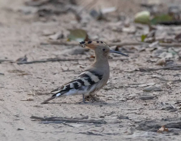 Kanha ve Bhandhavgarh Ulusal Parklarının Vahşi Hayatı — Stok fotoğraf