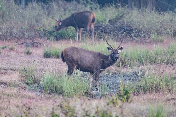 Vida selvagem de Kanha e Parques Nacionais de Bhandhavgarh — Fotografia de Stock