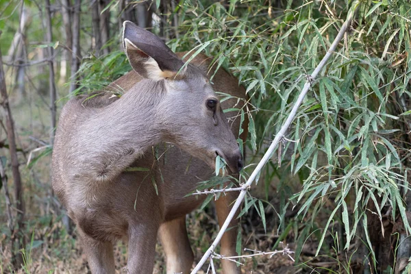 カンハとバンハンハーガル国立公園の野生動物 — ストック写真