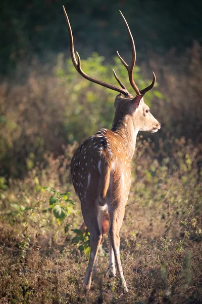 Kanha和Bhandhavgarh国家公园的野生动物 — 图库照片
