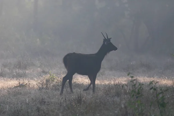 Vida selvagem de Kanha e Parques Nacionais de Bhandhavgarh — Fotografia de Stock