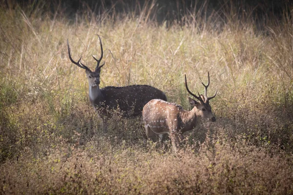 Vida selvagem de Kanha e Parques Nacionais de Bhandhavgarh — Fotografia de Stock