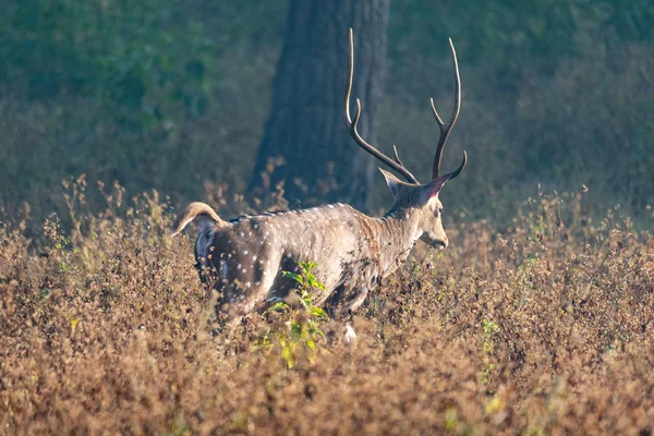 Vida selvagem de Kanha e Parques Nacionais de Bhandhavgarh — Fotografia de Stock