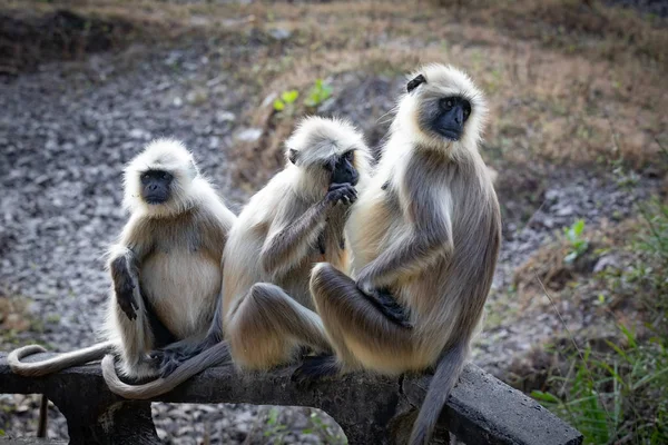 Divoká příroda Kanha a národní parky Bhandhavgarh — Stock fotografie