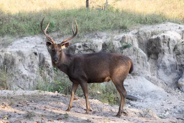 Wilde dieren en planten van de nationale parken Kanha en Bhandhavgarh — Stockfoto