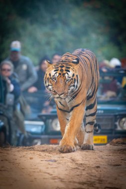 Kanha ve Bhandhavgarh Ulusal Parklarının Vahşi Hayatı