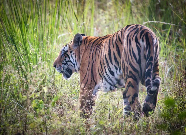 Wilde dieren en planten van de nationale parken Kanha en Bhandhavgarh — Stockfoto