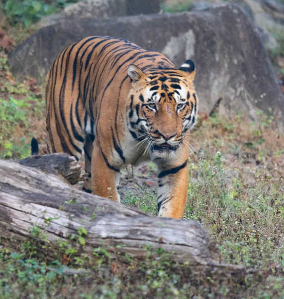 Vida silvestre de los parques nacionales de Kanha y Bhandhavgarh — Foto de Stock