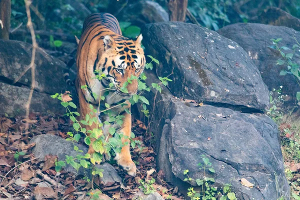 Vida silvestre de los parques nacionales de Kanha y Bhandhavgarh —  Fotos de Stock