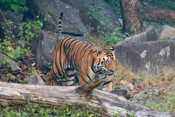 Djurlivet i Kanha och Bhandhavgarh nationalparker — Stockfoto