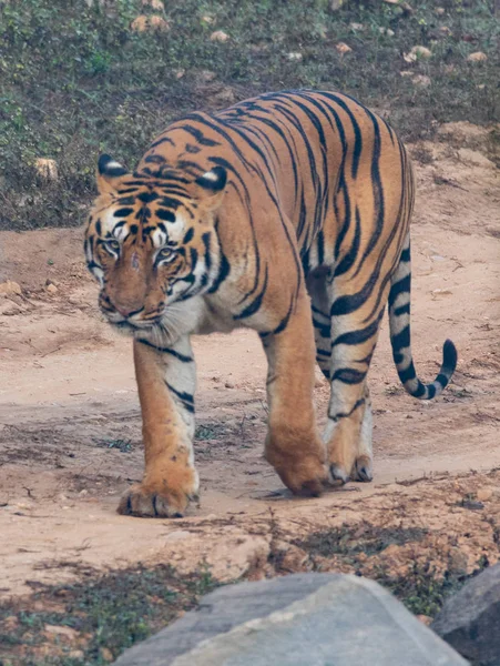 Kanha 의 야생 동물 과 bhandhavgarh 국립 공원 — 스톡 사진