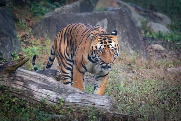 Wilde dieren en planten van de nationale parken Kanha en Bhandhavgarh — Stockfoto