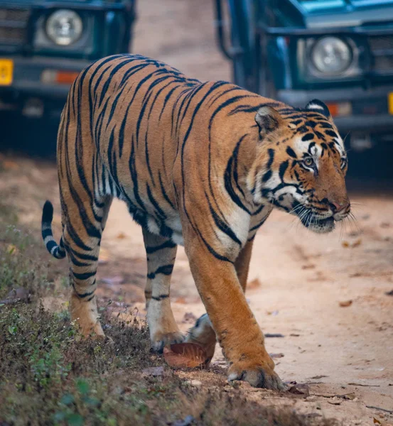 Kanha és Bhandhavgarh nemzeti parkok vadvilága — Stock Fotó
