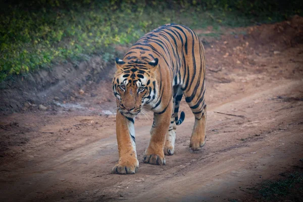 Kanha ve Bhandhavgarh Ulusal Parklarının Vahşi Hayatı — Stok fotoğraf