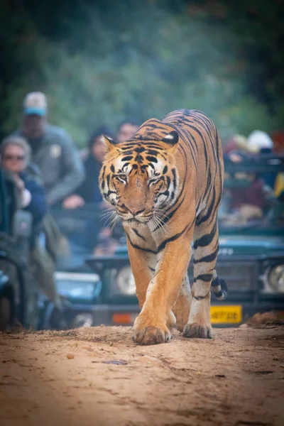 Wildlife of Kanha and Bhandhavgarh National Parks