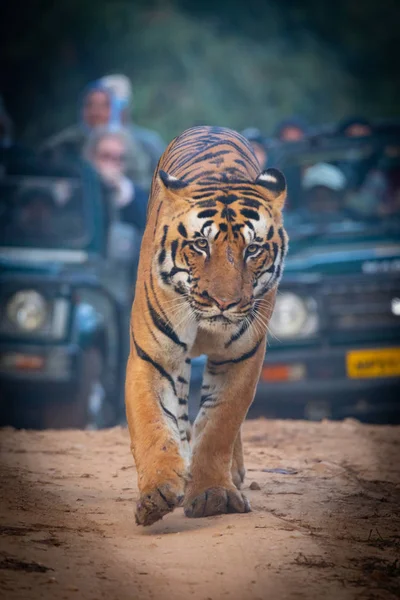 Wildlife of Kanha and Bhandhavgarh National Parks