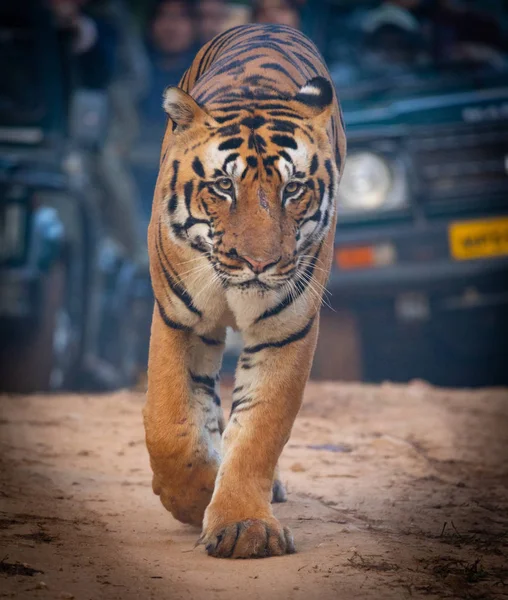 Kanha 의 야생 동물 과 bhandhavgarh 국립 공원 — 스톡 사진