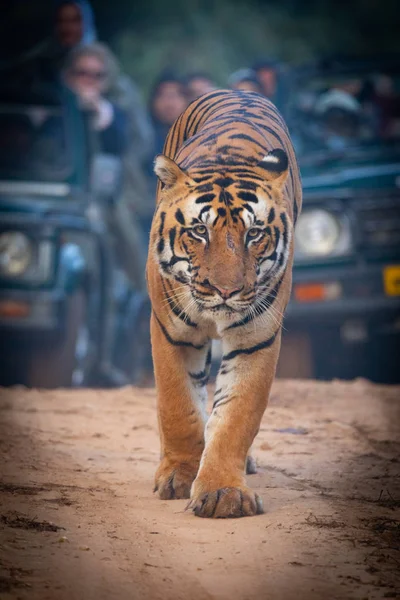 Kanha 의 야생 동물 과 bhandhavgarh 국립 공원 — 스톡 사진