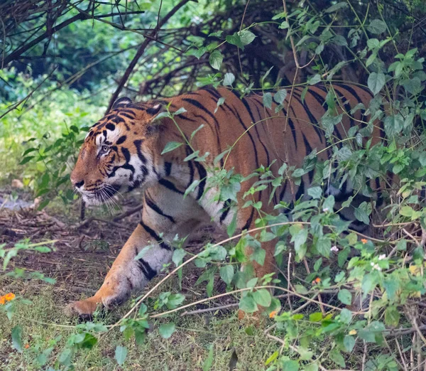 Faune des parcs nationaux Kanha et Bhandhavgarh — Photo