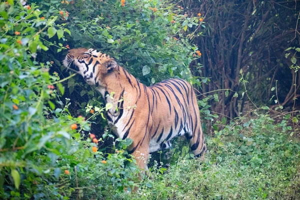Wilde dieren en planten van de nationale parken Kanha en Bhandhavgarh — Stockfoto