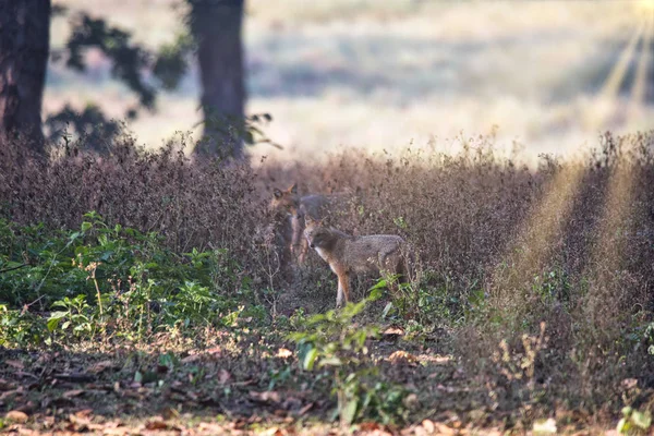 Dyrelivet i Kanha og Bhandhavgarh nationalparker - Stock-foto