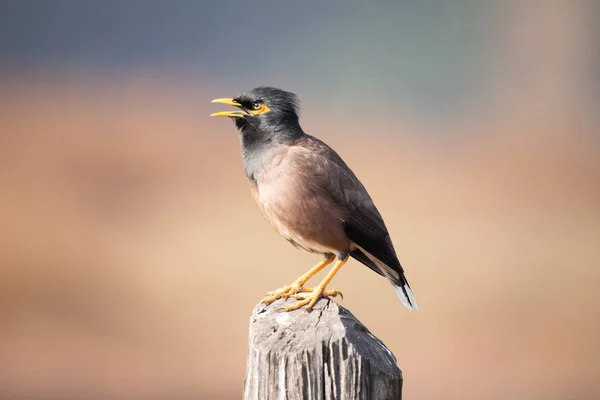 Kanha ve Bhandhavgarh Ulusal Parklarının Vahşi Hayatı — Stok fotoğraf