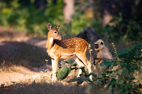 Fauna selvatica di Kanha e Bhandhavgarh Parchi Nazionali — Foto Stock